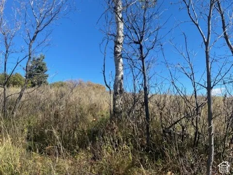 Natural landscape featuring native grasses and mature deciduous trees