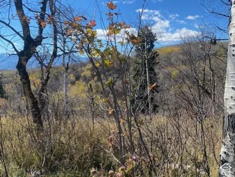Natural landscape featuring mature deciduous trees, evergreen pine, and mountainous terrain under a clear sky