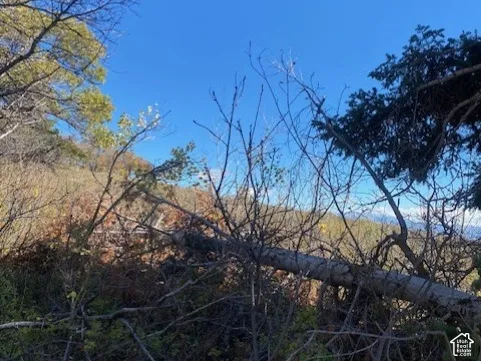 Natural landscape featuring mature deciduous and coniferous trees, native brush, and a hilly terrain