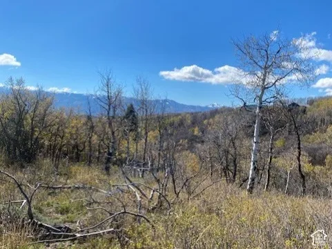 Expansive property grounds featuring native grasses, mature birch trees, and prominent mountain silhouettes