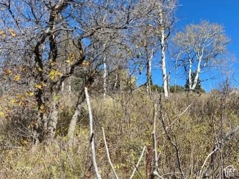 Natural landscape featuring mature deciduous trees, dense native vegetation, and varied topography