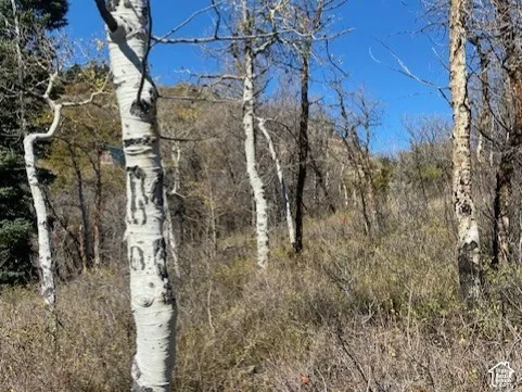 Natural terrain featuring mature aspen trees, native shrubbery, and sloping topography