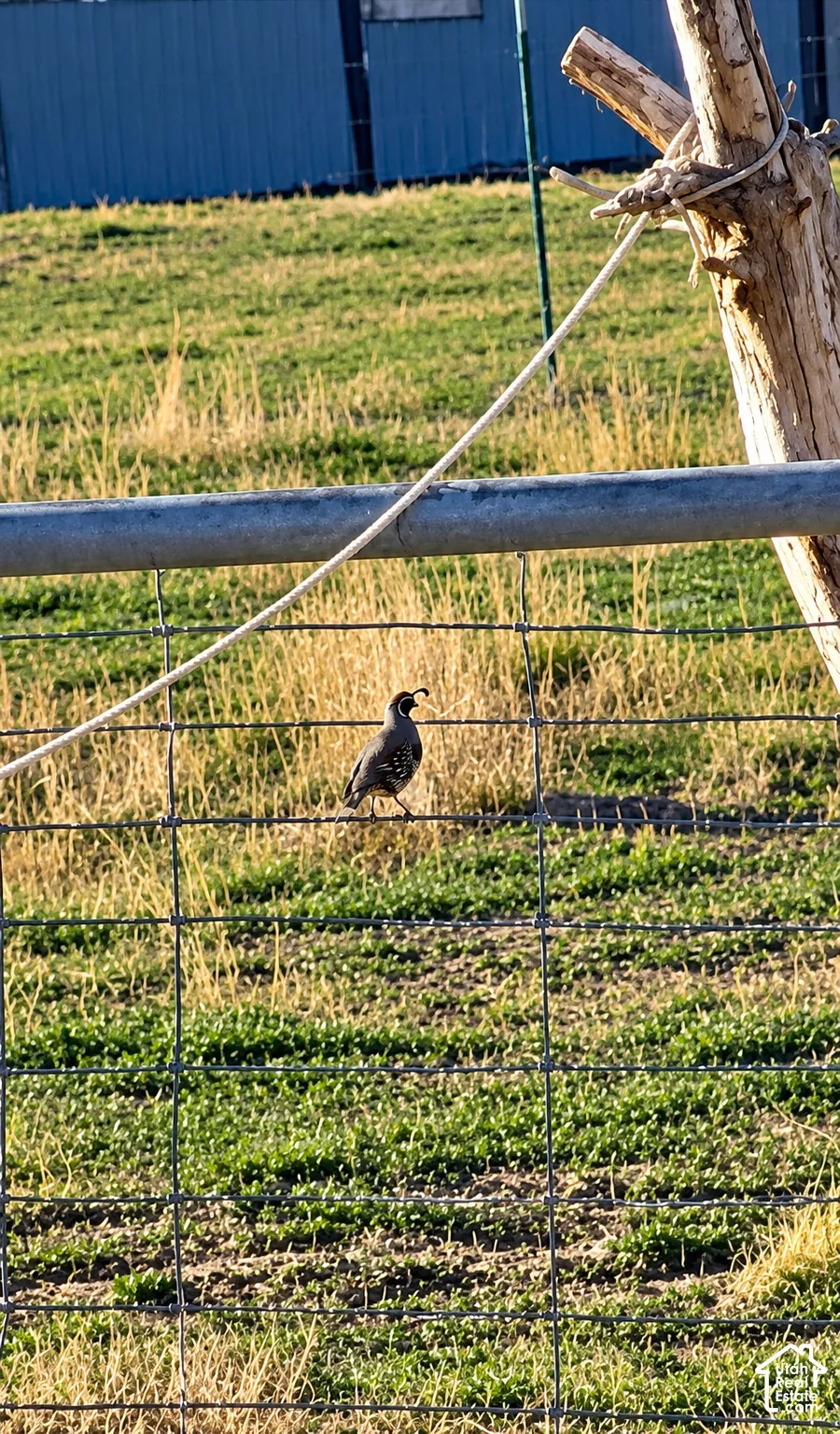 Wire grid fencing with an integrated timber post and natural pasture land