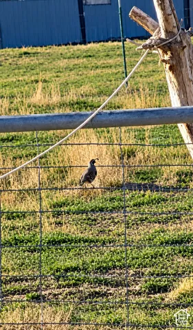 Wire grid fencing with an integrated timber post and natural pasture land