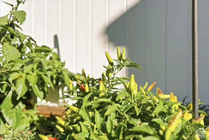 Garden bed featuring pepper plants and white vertical panel fencing