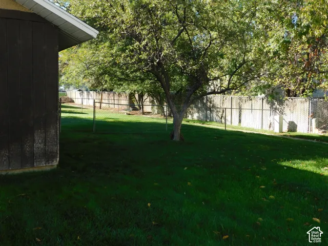 Backyard featuring a grass lawn, mature tree, and perimeter chain-link fencing