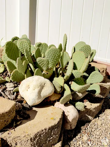 Landscaped garden bed featuring prickly pear cactus, decorative stone retaining wall, and smooth accent boulders