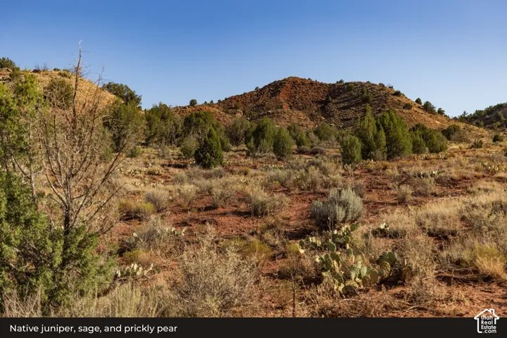 View: Juniper, sage, and prickly pear