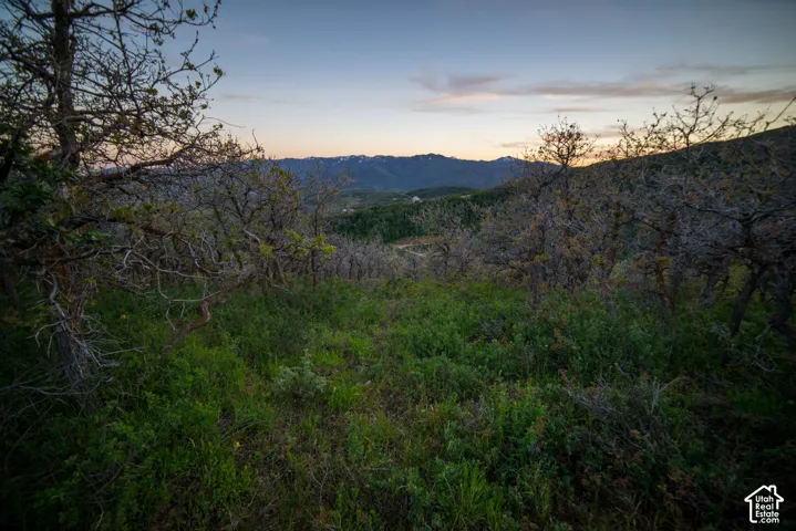 Natural landscape featuring mature trees, native vegetation, and a mountain backdrop