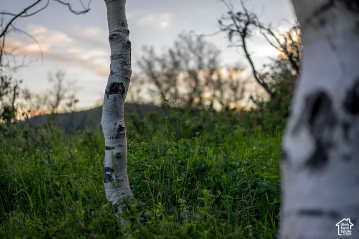Native aspen trees set against a mountainous horizon and natural greenery
