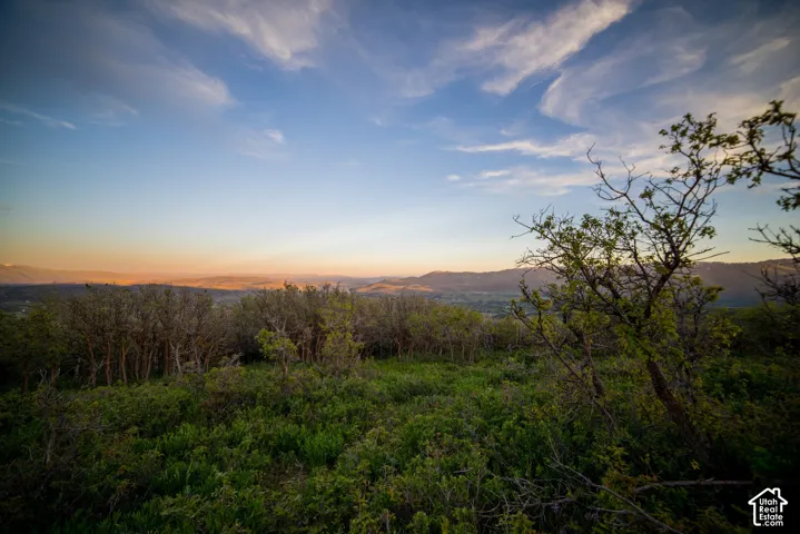 Expansive hillside terrain featuring mature native shrubs, indigenous trees, and mountain ridgeline topography