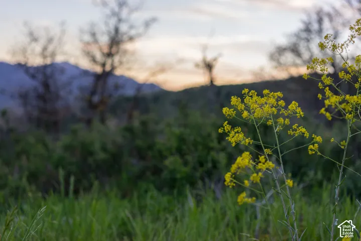 Natural landscape featuring native flora, grasses, and distant mountain topography