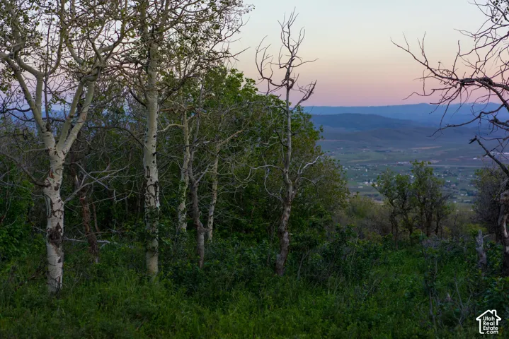Sloped terrain featuring mature deciduous trees and native vegetation with mountain and valley scenery