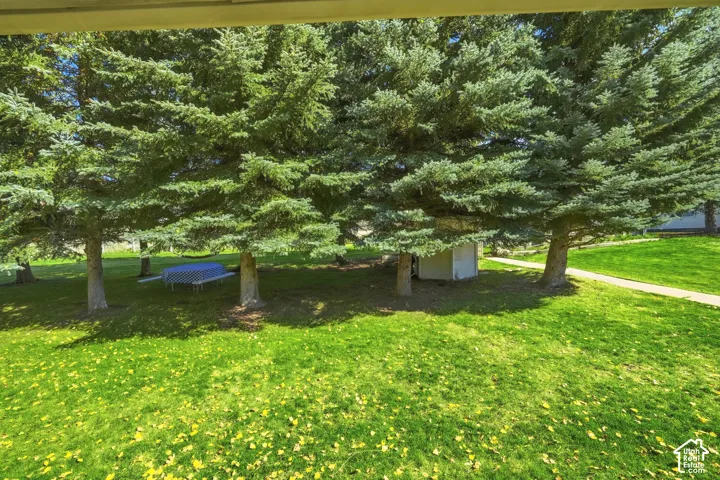 Expansive backyard featuring mature evergreen trees, open grass lawn, a paved walkway, and a detached storage structure