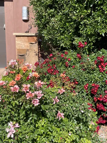 Exterior landscape featuring mature rose bushes, stone-clad pillar with capstone, and wall-mounted cylindrical sconce light fixture