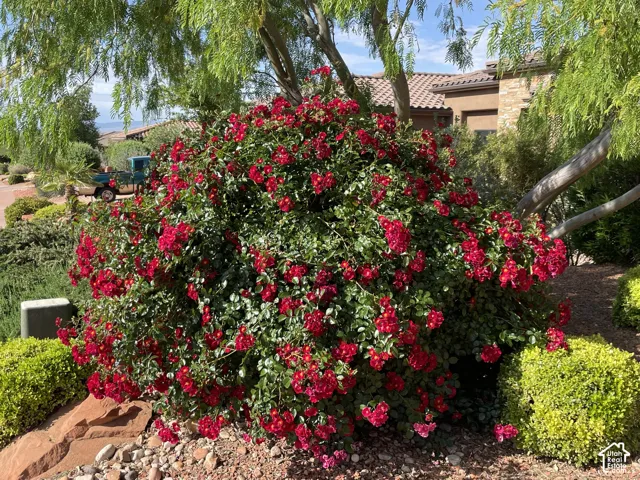 Landscaped front yard featuring a large, flowering red rose bush, manicured evergreen shrubs, decorative stone ground cover, and natural rock accents