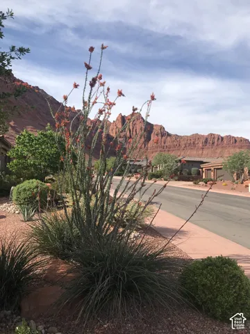 Desert landscape featuring native Ocotillo plants, arid shrubbery, gravel ground cover, and prominent red rock mountain formations