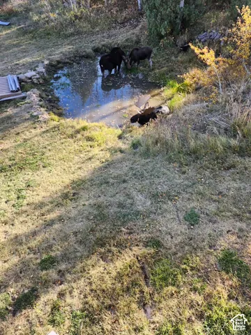 Natural pond feature surrounded by native grasses and mature trees