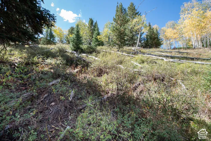 Sloped terrain featuring a mix of evergreen and deciduous trees, native shrubs, and natural ground cover