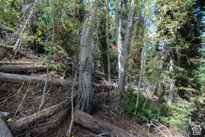 Wooded landscape featuring mature aspen and pine trees on a natural mountain terrain