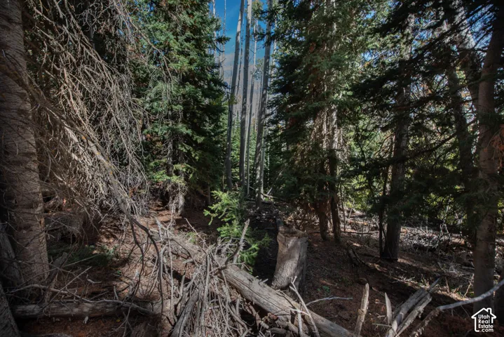 Wooded parcel featuring mature coniferous trees and natural terrain