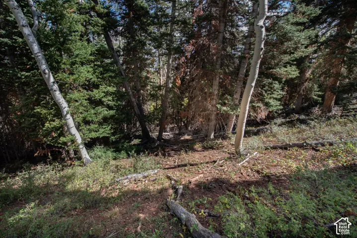 Wooded grounds featuring mature aspen and coniferous trees on a sloped landscape