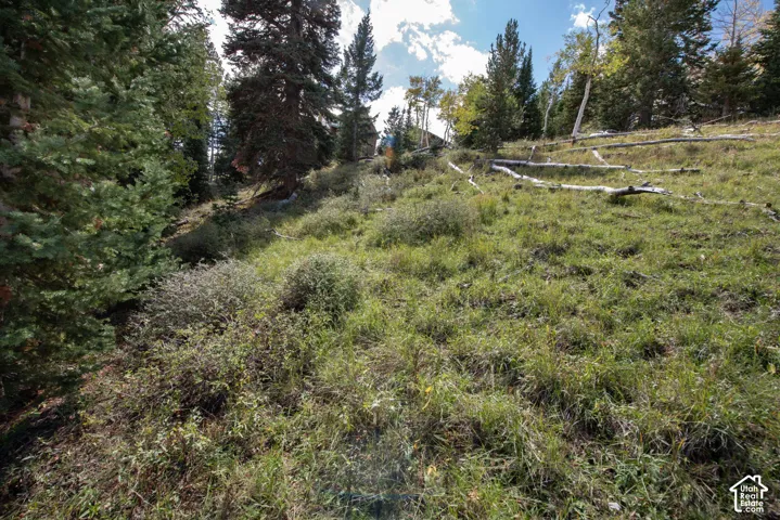 Sloped landscape featuring mature evergreen and deciduous trees, native grasses, and groundcover