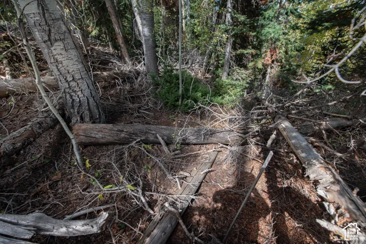 Wooded lot featuring mature aspen and evergreen trees