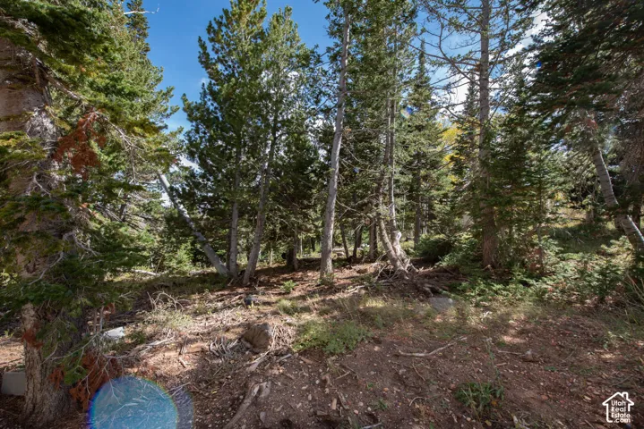 Wooded lot featuring mature evergreen trees, native vegetation, and natural terrain
