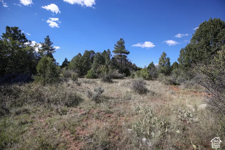 Expansive lot featuring native grasses, arid-climate vegetation, and a dense cluster of mature evergreen trees
