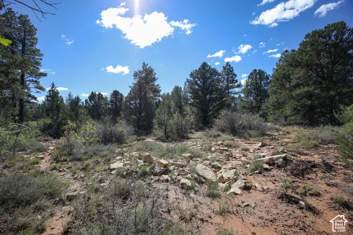 Expansive natural lot featuring native vegetation, mature evergreen trees, and rugged terrain