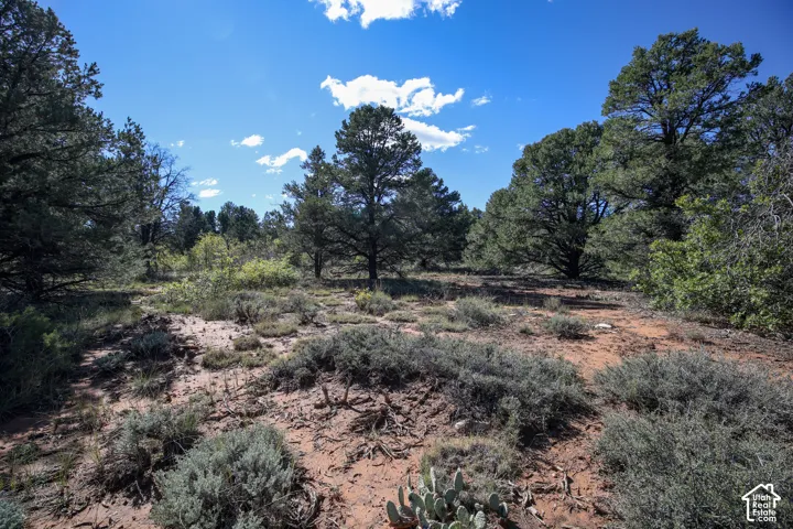 Expansive desert landscape featuring native flora, mature pinyon-juniper trees, and natural sandy terrain