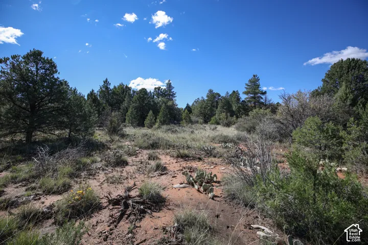 Expansive parcel featuring native desert flora, mature pine trees, cacti, and arid sandy terrain