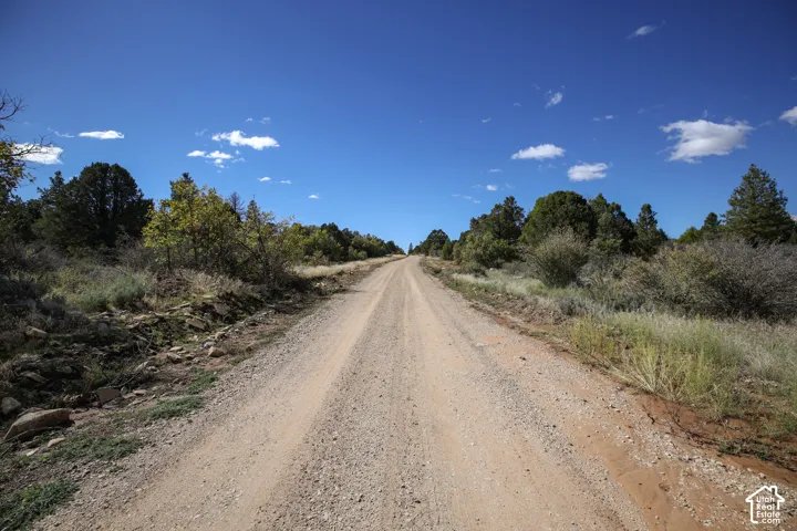 Unimproved dirt road lined with native shrubs and mature evergreen trees