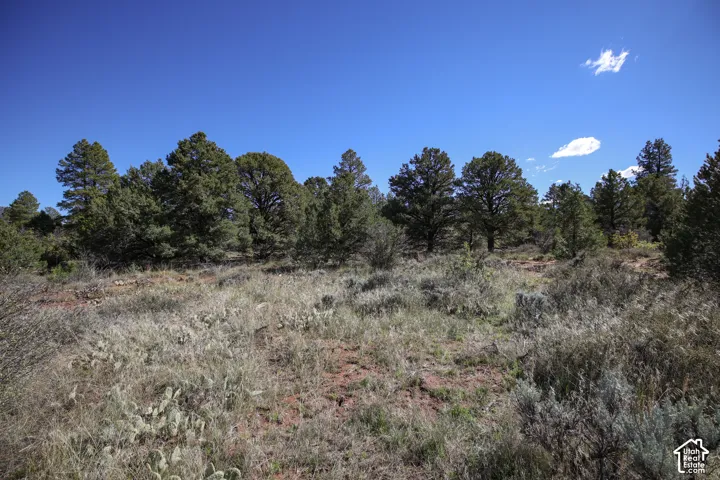 Expansive natural terrain featuring native desert flora, cacti, and mature evergreen trees