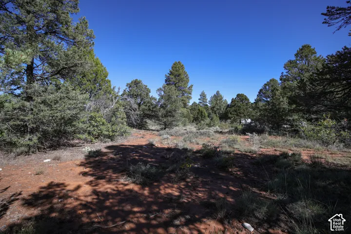 Expansive lot featuring native red soil and mature pine trees