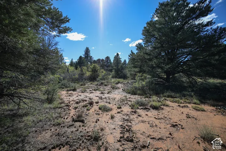 Expansive land parcel featuring native desert soil, natural brush, and clusters of mature evergreen trees