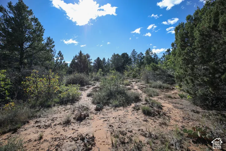 Natural lot featuring sandy soil, mature evergreen trees, and native desert vegetation