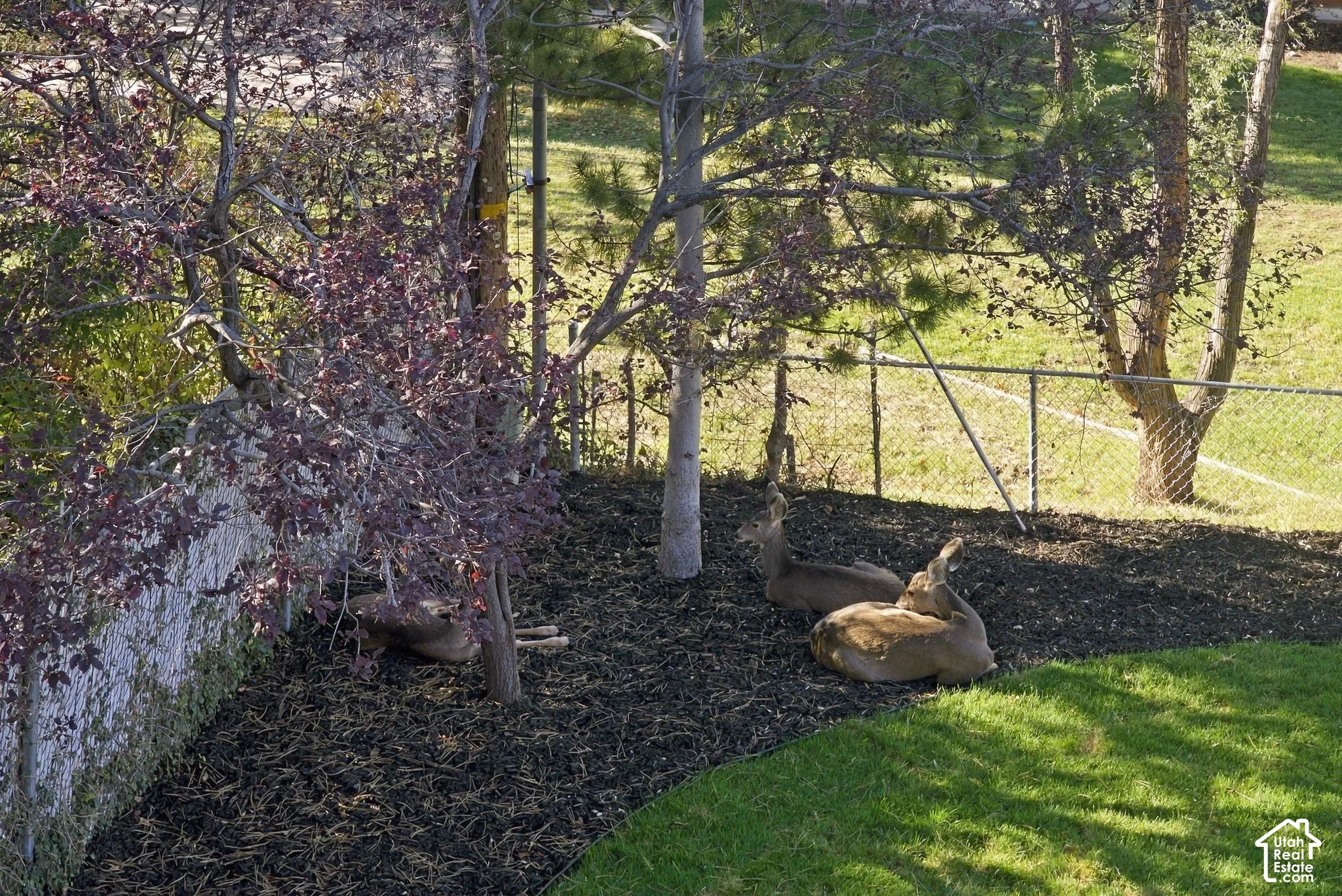 Outdoor space featuring a chain-link fence, mature trees, and landscaped mulch beds