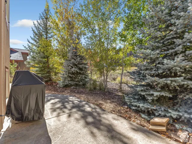 Concrete patio bordered by mature pine and deciduous trees with natural landscaping