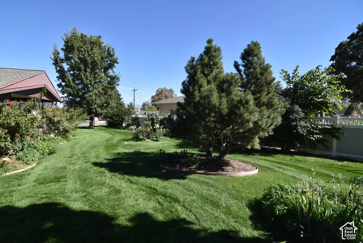 Expansive backyard featuring a manicured lawn, established pine trees, mature perimeter plantings, and a solid-surface privacy fence