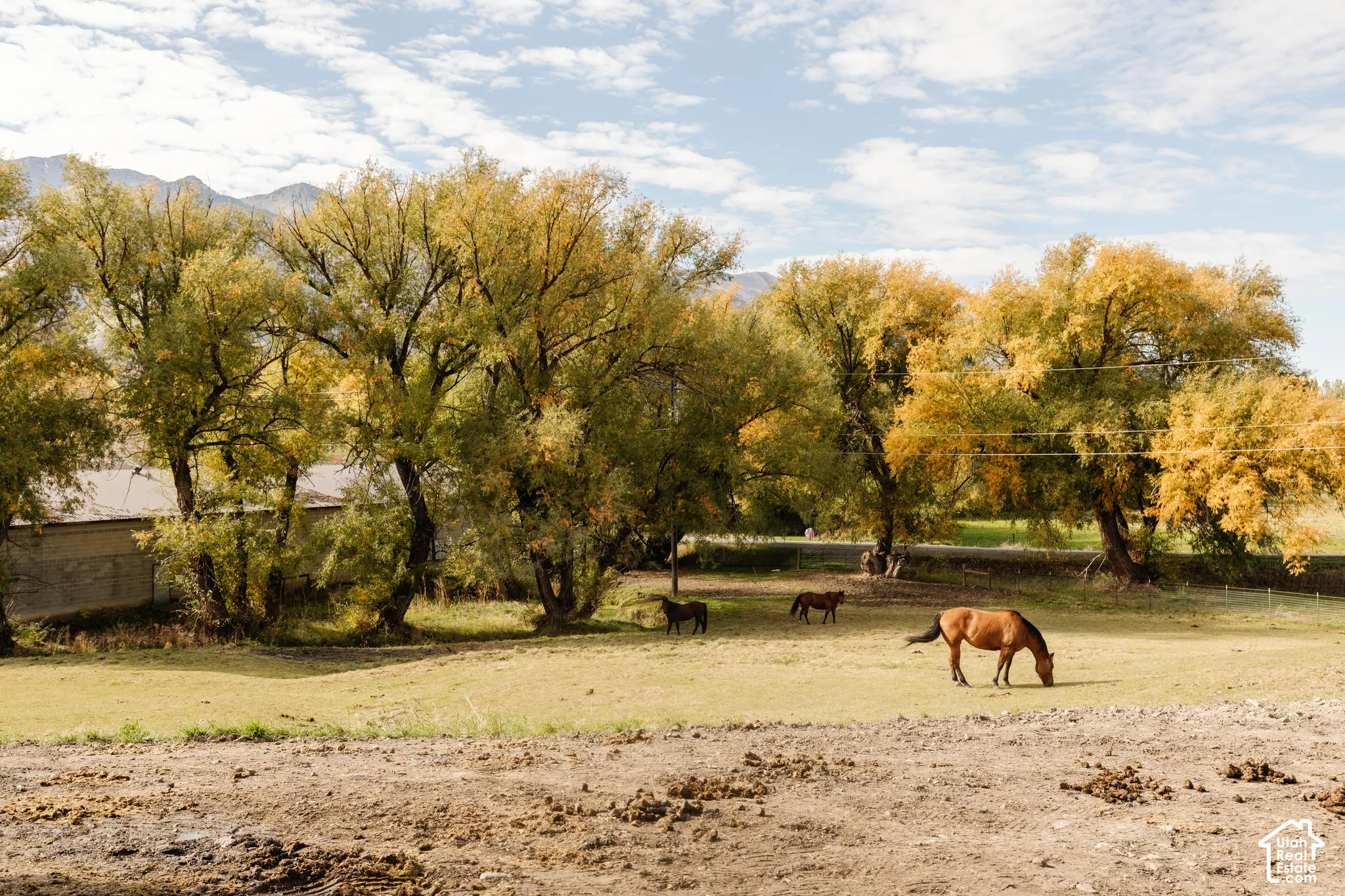 Open pasture land featuring mature trees and a mountain backdrop