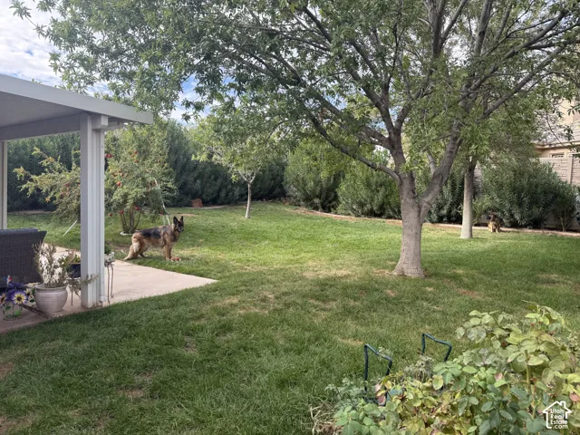Backyard featuring a concrete patio, covered structural overhang, mature trees, and privacy hedging