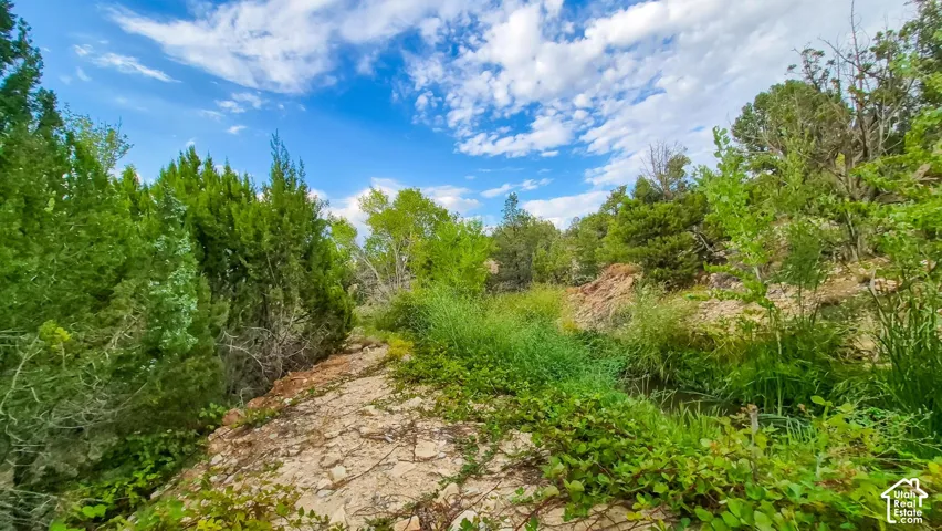 Natural landscape featuring mature juniper and cottonwood trees, native vegetation, rock outcroppings, and a creek bed