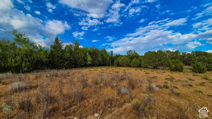 Expansive acreage featuring natural brush and stands of mature evergreen trees
