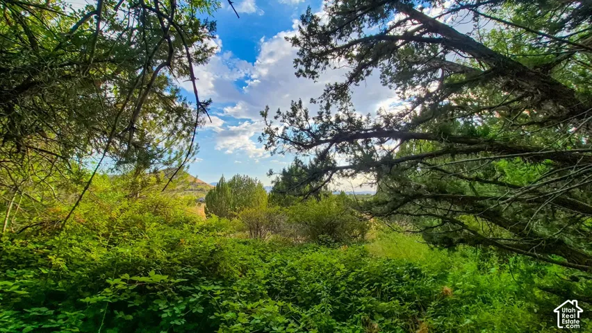 Natural landscape featuring mature evergreen trees, dense native vegetation, and a mountain backdrop