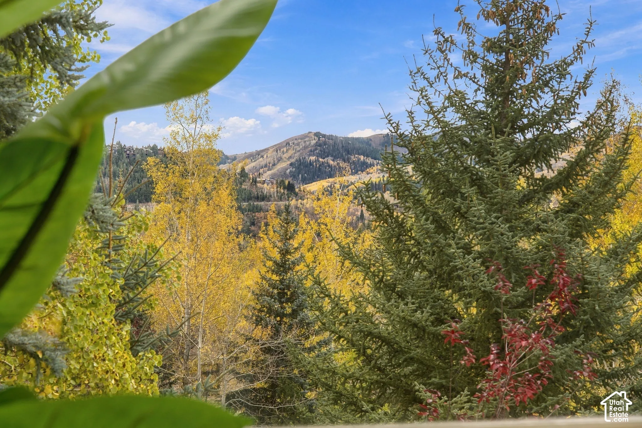 Mountain landscape featuring diverse coniferous and deciduous trees with foliage in shades of gold and green