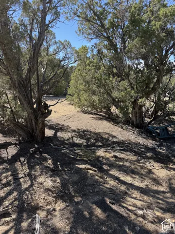 Natural landscape featuring mature juniper trees and native desert soil