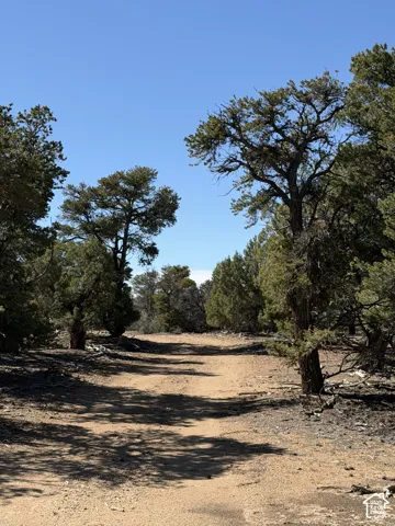 Expansive, unimproved land featuring mature evergreen trees and native terrain