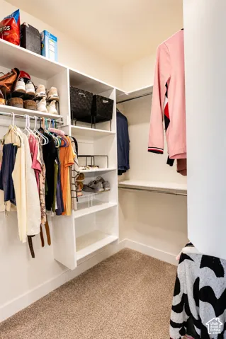 Custom walk-in closet featuring white built-in shelving, multiple hanging rods, and carpeted flooring